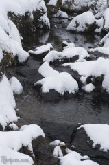 A Glimpse of Winter A Glimpse of Winter